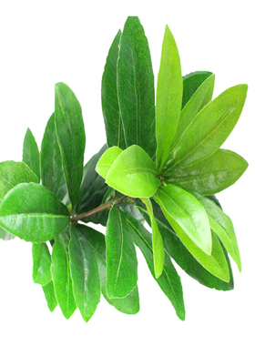 仿真植物树叶祥瑞仿真植物厂