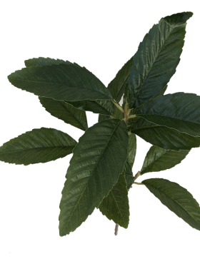 新品仿真绿植枇杷叶叉枝芦橘
