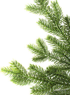 仿真植物假杉树叶巴山冷叶