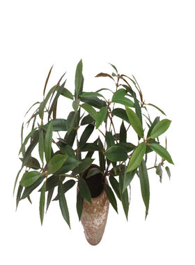 仿真绿植树叶小五叉枝月桂摆件
