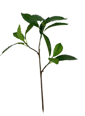 仿真植物假叶树3叉枝青杠叶栎树叶青岗叶灌木背景博物馆直销装饰