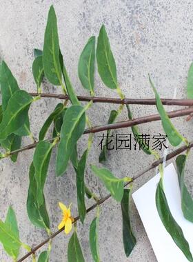 新仿真黄花水龙立体三叉枝柳叶菜单枝DIY植物背景叶屏风装饰直销