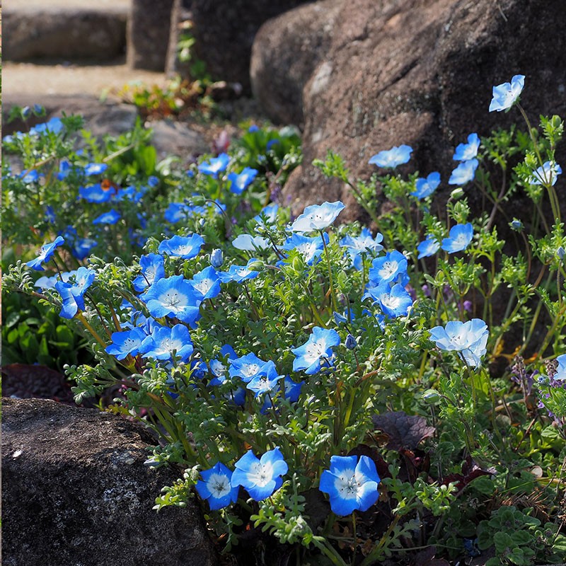 喜林草种子易活baby blue eyes粉蝶花籽庭院花镜阳台室外盆栽秋播 - 图2