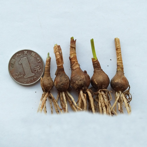 葱莲葱兰风雨兰种球韭菜兰绿植桌面盆栽四季花卉庭院花坛植物花 - 图3