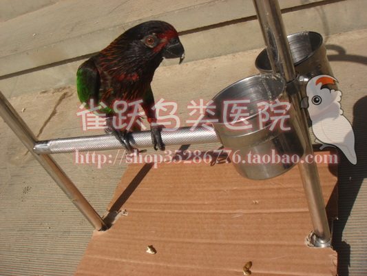 Feed Australia AVIONE Nutritional Lorikeet