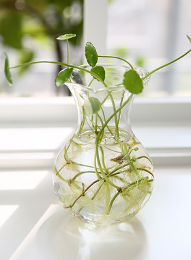 透明玻璃绿萝水养植物花盆容器