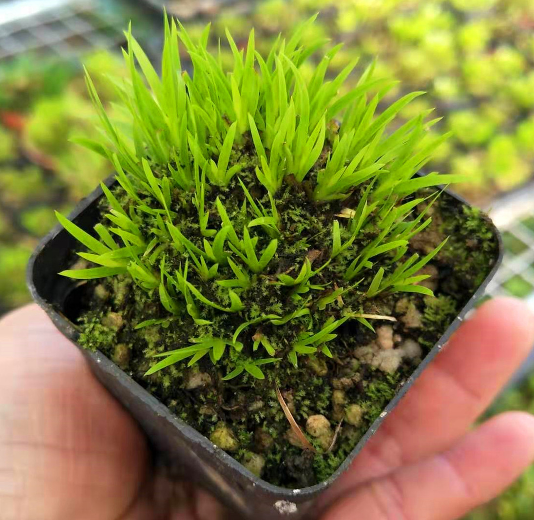 迷你菖蒲盆景金钱黄金姬虎须贵船苔菖蒲草水培附石菖蒲苗花盆中药 德艺兰园 淘优券