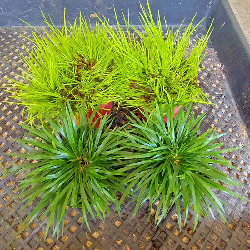 迷你菖蒲盆景金钱黄金姬虎须贵船苔菖蒲草水培附石菖蒲苗花盆中药 德艺兰园 淘优券