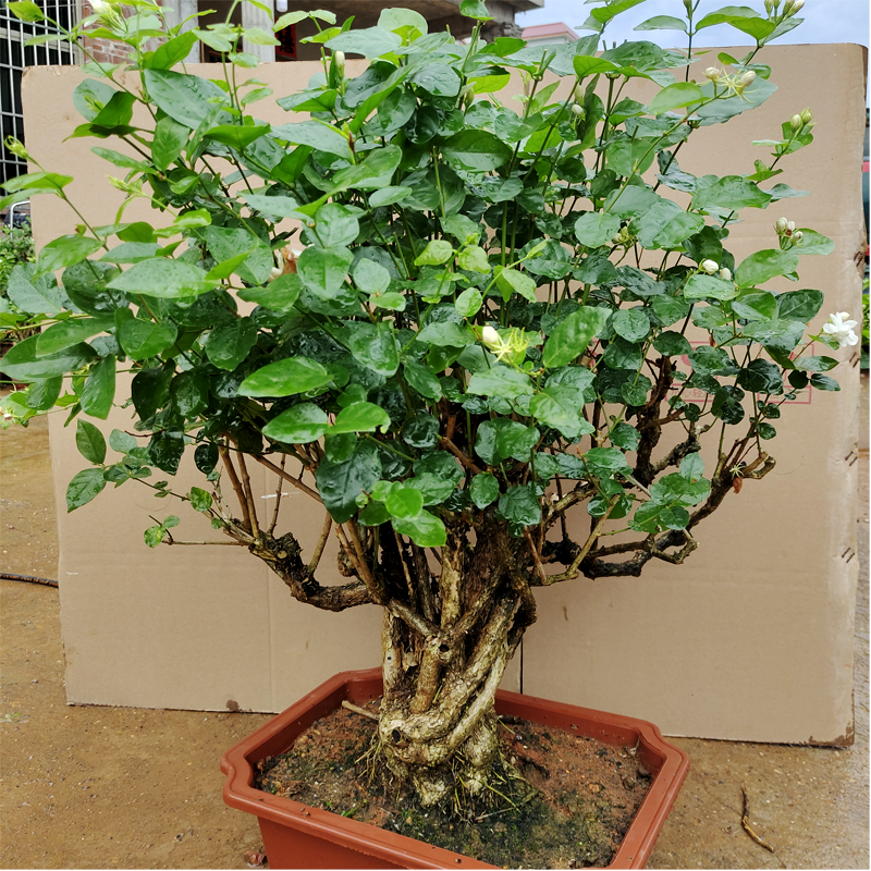 横县茉莉花苗老桩室内阳台四季中大型绿植茉莉桩树开花净化空气 - 图0