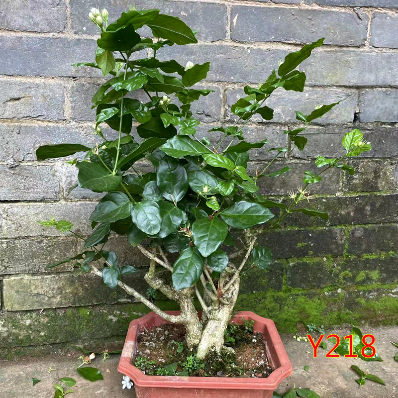 横县茉莉花苗老桩室内阳台四季中大型绿植茉莉桩树开花净化空气 - 图2