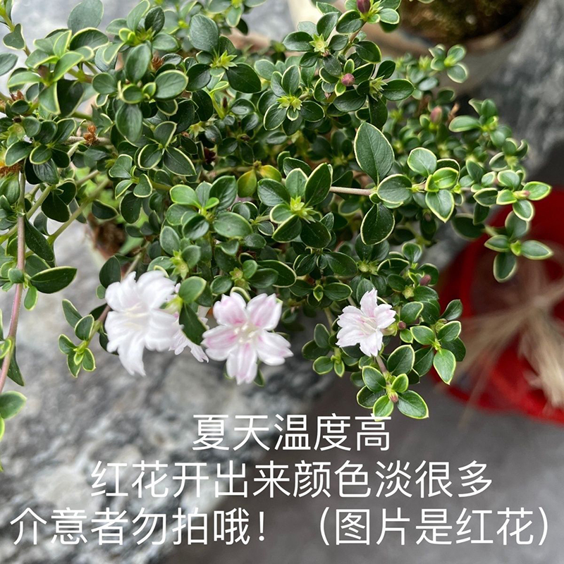 红花金边 六月雪 盆景悬崖素材苗微型小盆栽绿植花卉淡粉紫 - 图1