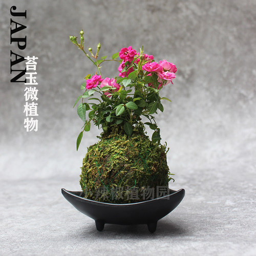 苔玉微型月季姬乙女迷你姬月季四季小植物绿植苔藓球小玫瑰开花长 - 图0