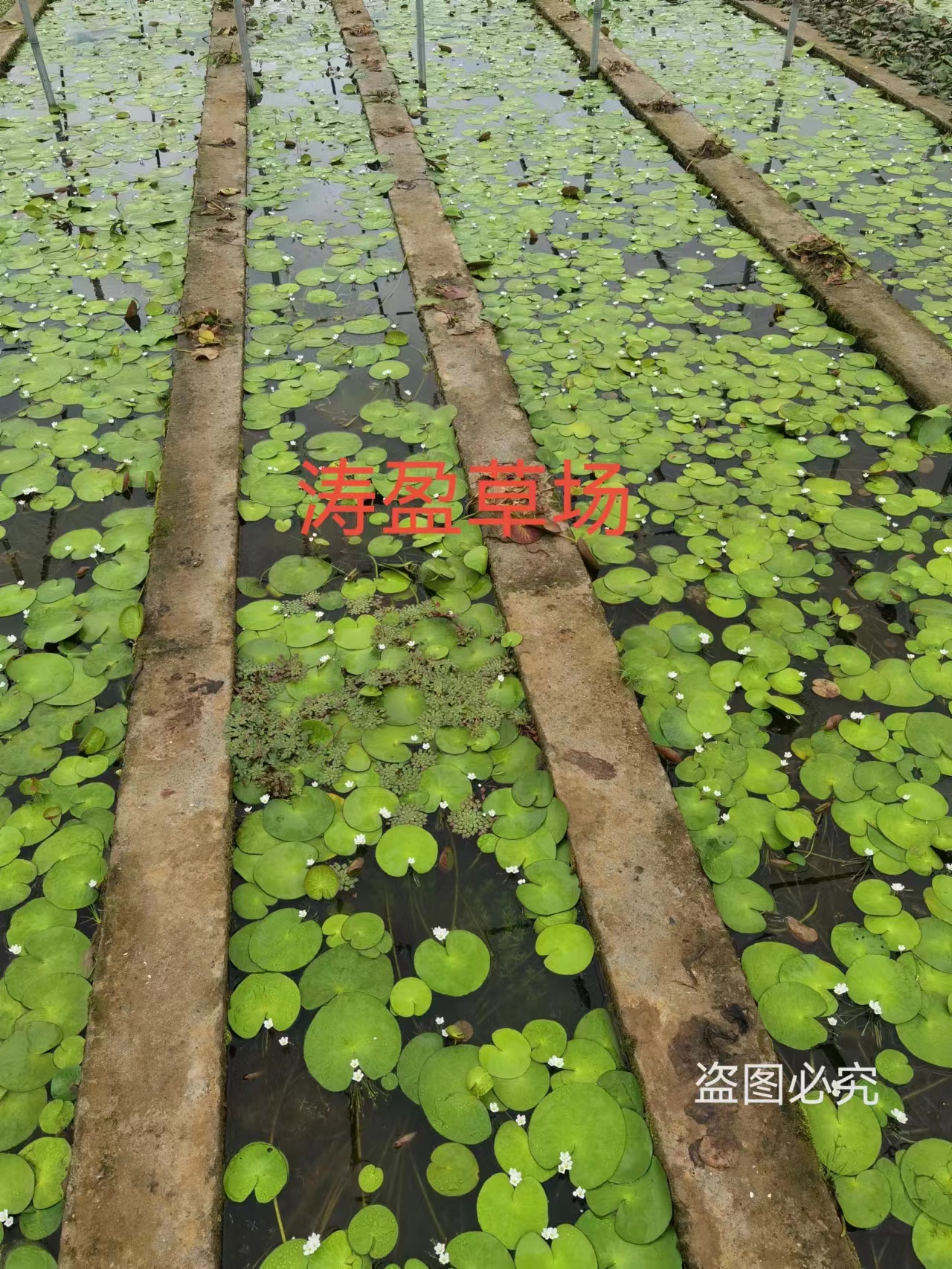 鱼缸浮萍水草造景活体植物微景观净化水质水葫芦水芙蓉芝麻萍莲花 - 图0