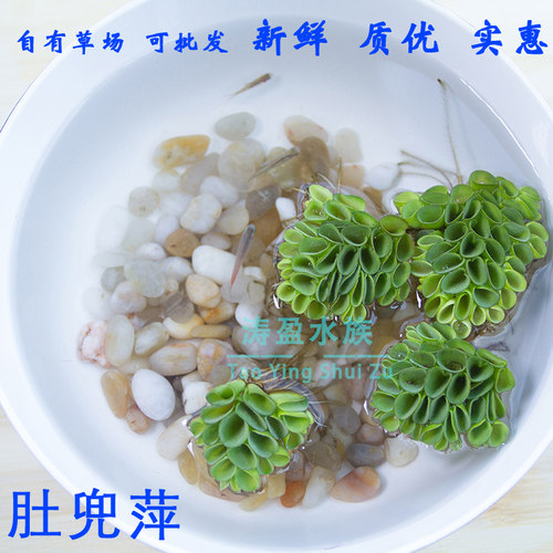 肚兜浮萍 浮性水草 水培 鱼缸造景 微景活体植物 - 图1