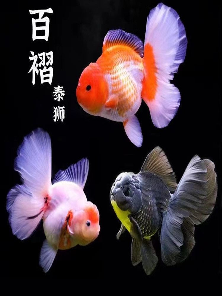 精品泰狮金鱼淡水冷水观赏鱼活体百褶裙黑泰狮红泰狮宠物金鱼国粹_虎窝淘