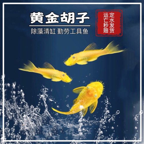 胡子鱼热带淡水黄金大胡子蓝眼清缸鱼清道夫小型工具鱼缸壁除藻鱼 - 图0