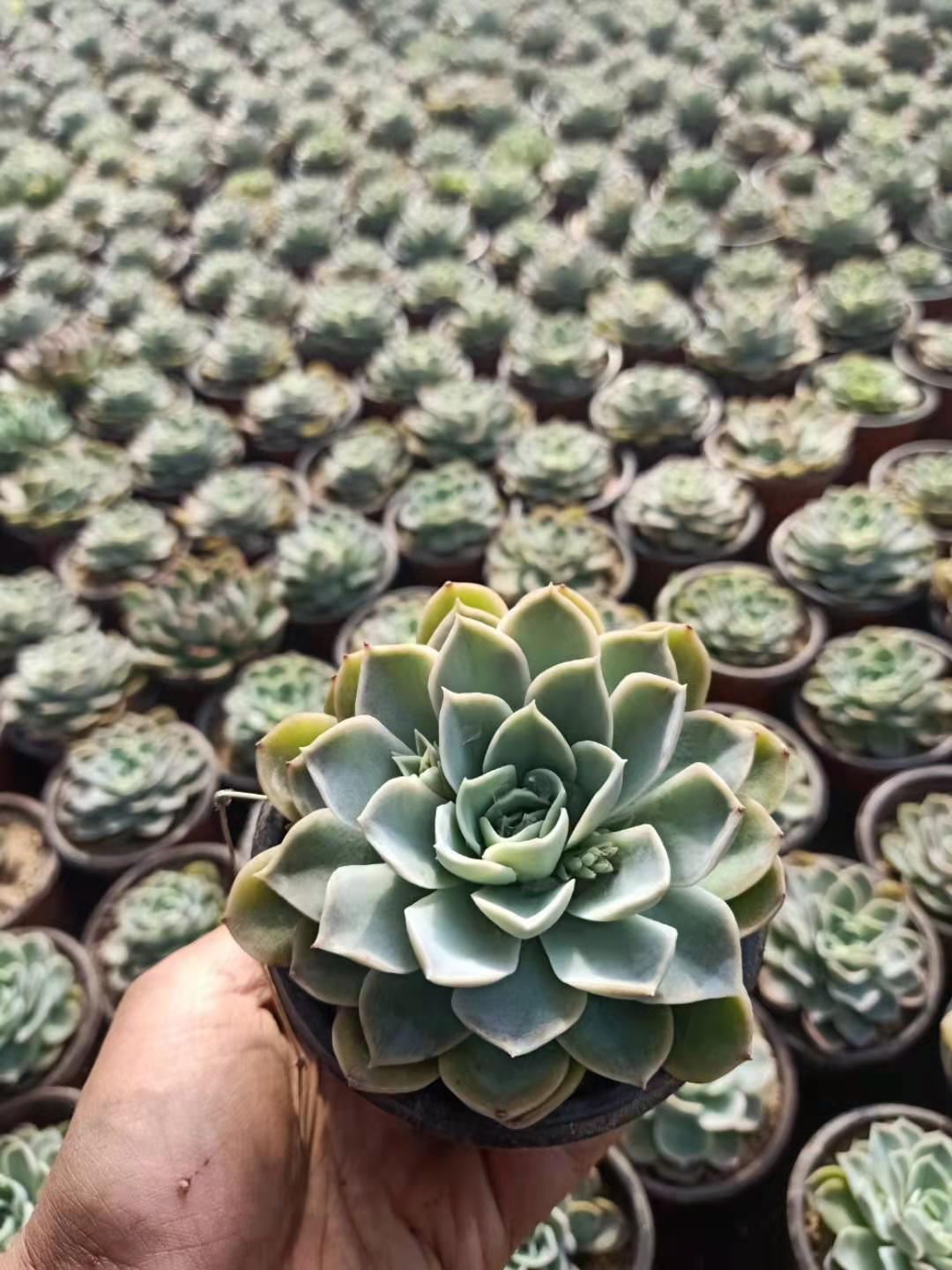 清仓贵货多肉约瑟琳 多肉植物组合花卉进口多肉花卉全场15.8包邮 - 图1