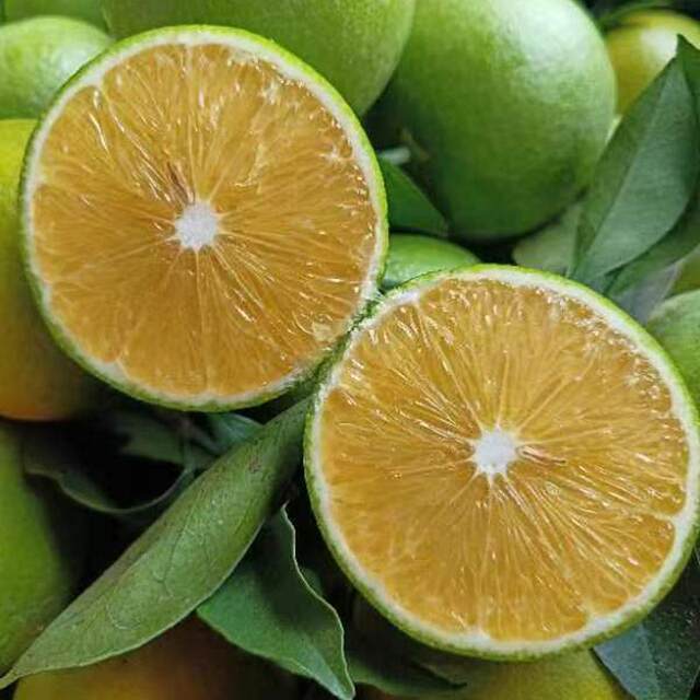 Authentic Yunnan Bingtang Orange Ailao Mountain 5 Jin Jin is equal to 0.5 kg, freshly picked and farm-grown, juicy, tender and sweet deep in the mountains