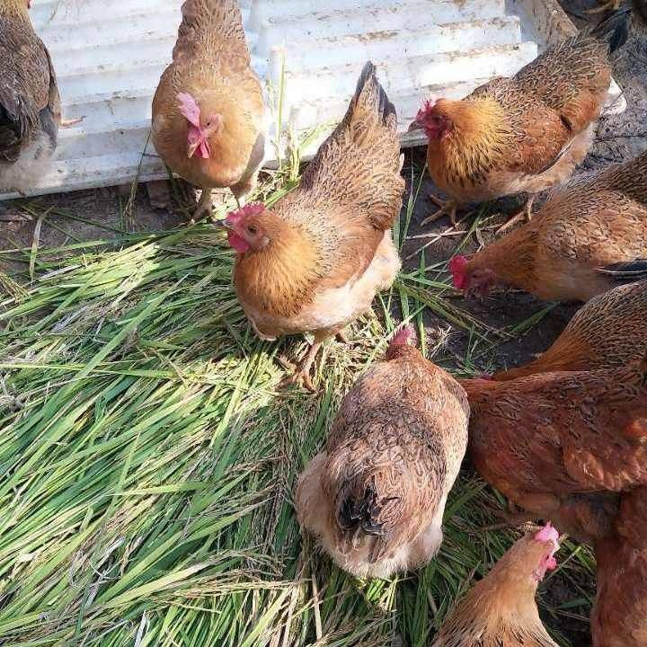 4斤产蛋王麻羽青脚土鸡绿壳蛋鸡下蛋鸡活鸡包活到家成年母鸡大鸡,淘宝优惠券,粉丝福利购,淘宝优惠卷