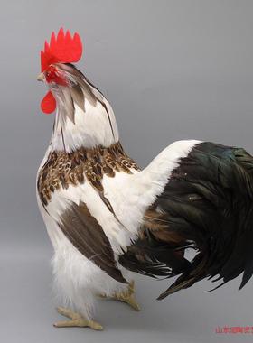 仿真标本摄影道具静态结婚礼物