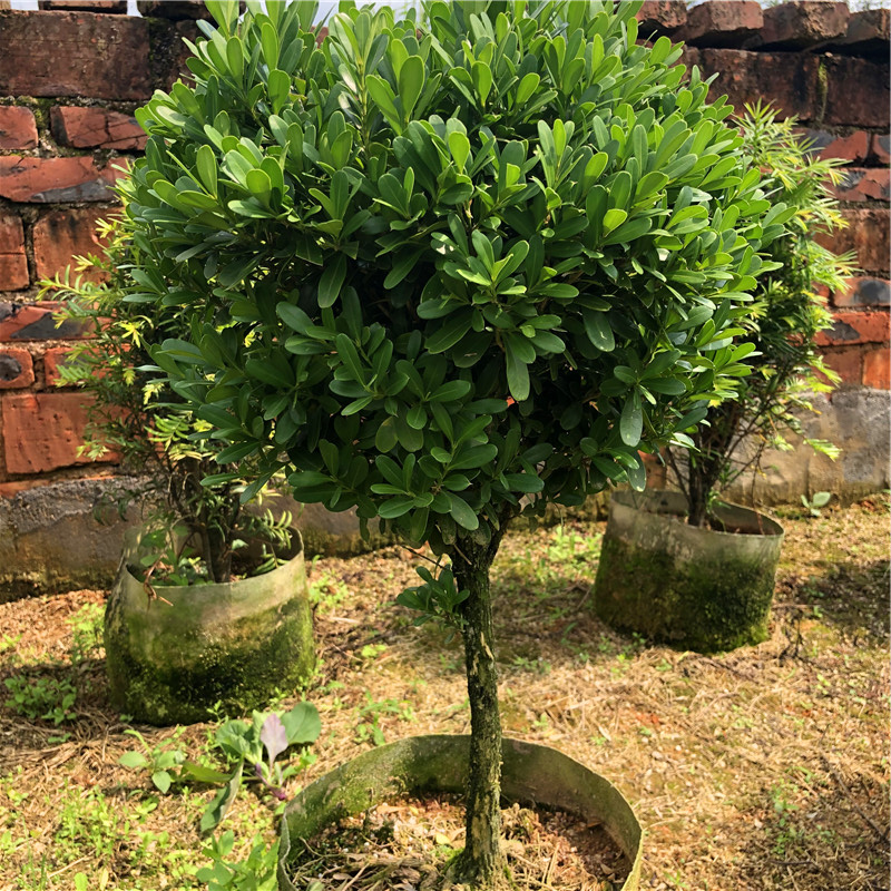 高杆黄杨瓜子小叶黄杨篱笆苗四季常青盆栽耐寒耐旱绿植净化空气树 - 图1