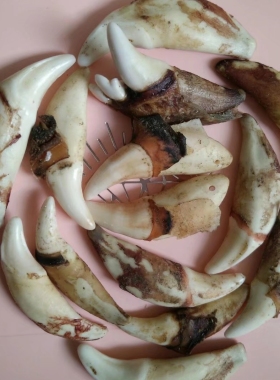 真黑狗牙其他其他男女