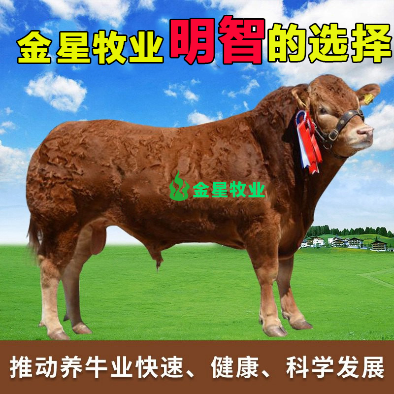 西门塔尔牛犊黄牛肉牛犊活牛出售小牛活体牛活苗牛犊子养殖术资料-图1