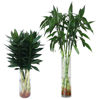 带根大叶富贵竹植物水养土培观音竹子室内招财竹客厅水培绿植盆栽 虎窝淘