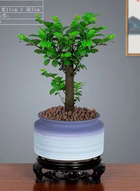 桌面盆景绿植黑古茶紫檀盆栽小叶