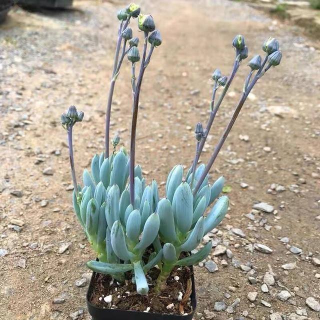 蓝松多肉植物稀有品种罕见小贵货清棚组合盆栽阳台绿植防辐射花卉,淘宝优惠券,粉丝福利购,淘宝优惠卷