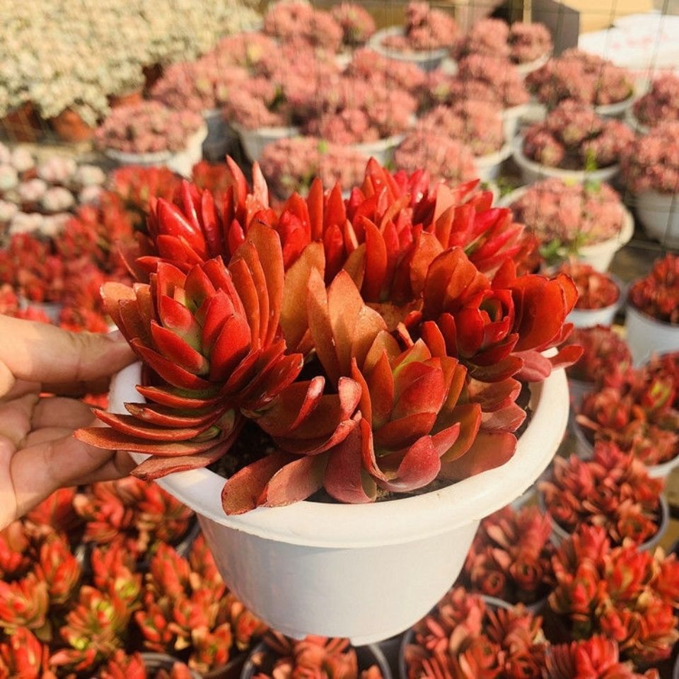 火祭多肉植物紫蝶劳伦斯红叶祭多头群生小老桩花卉绿植盆栽植物 小二子园艺 淘优券 火祭多肉植物紫蝶劳伦斯红叶祭多头群生小老桩花卉绿植盆栽植物 小二子园艺 淘优券