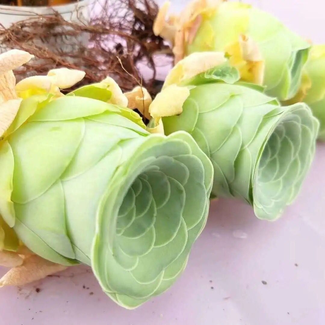 酒杯玫瑰多肉植物山地趣味组合装饰盆栽肉肉水蜜桃盖瑞米尔玫瑰-图2