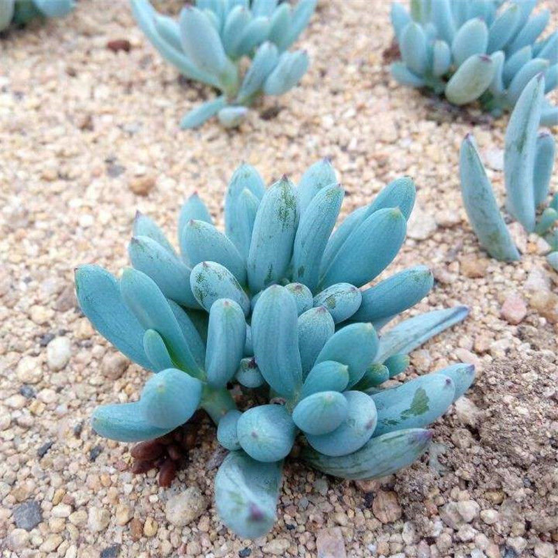 蓝松多肉植物稀有品种罕见小贵货清棚组合盆栽阳台绿植防辐射花卉,淘宝优惠券,粉丝福利购,淘宝优惠卷