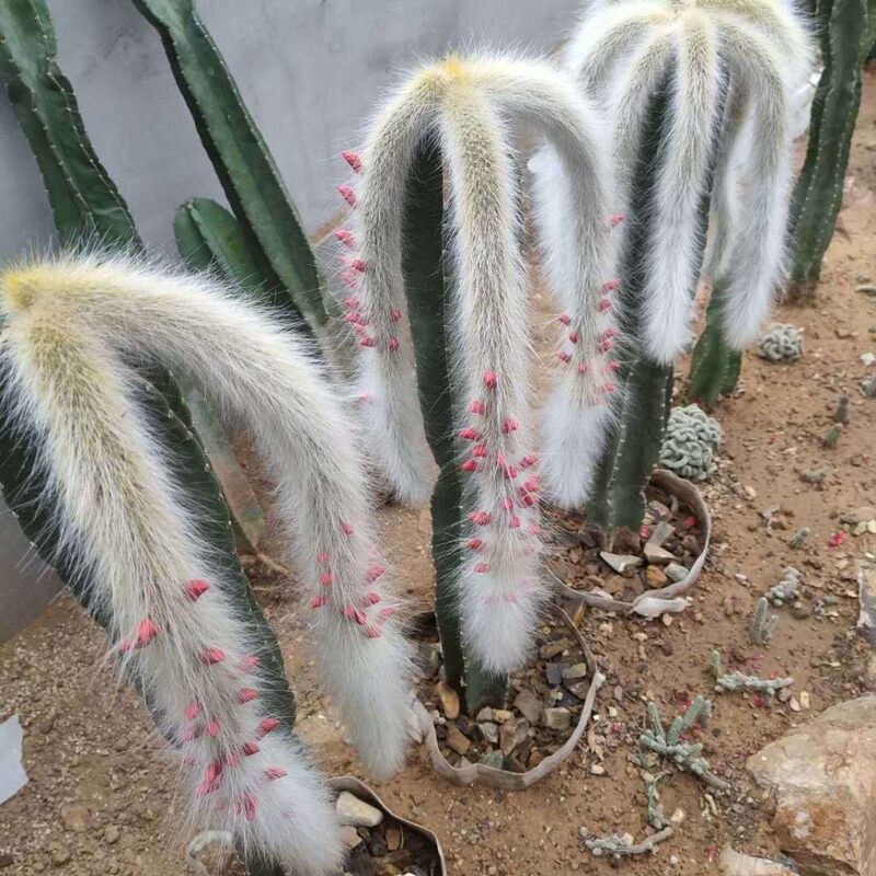 九尾狐多肉植物软毛猴尾巴猴尾柱 多肉植物好货推荐 轻舟网