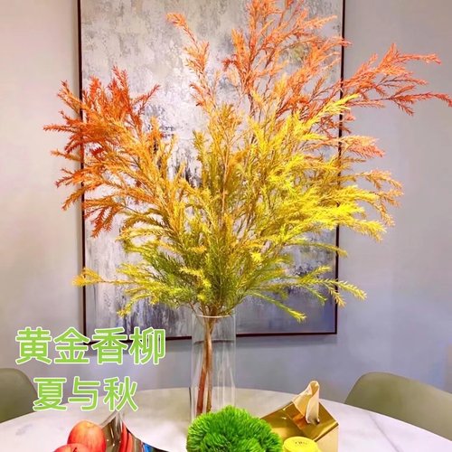 黄金香柳千层金水培植物香松鲜切枝室内桌面客厅装饰水养绿植顺丰 - 图1