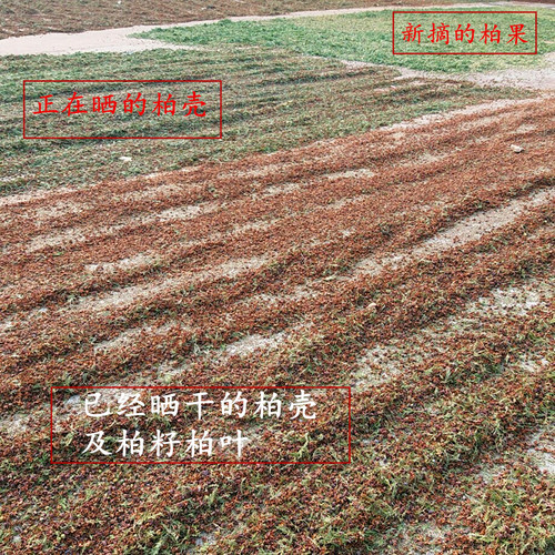 野生侧柏树 柏壳籽枕头 侧柏籽 柏壳柏叶枕 少白头黑发助眠安神 - 图2