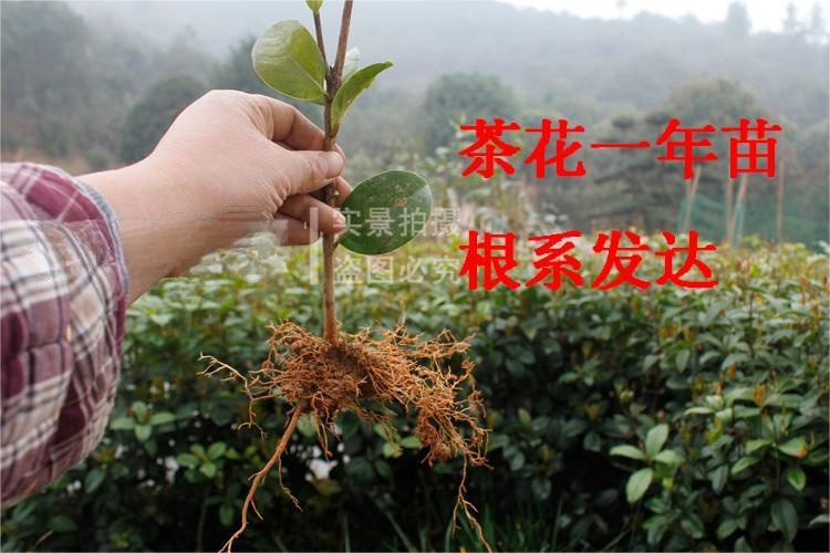 茶花小苗茶花苗山茶花苗名贵苗木庭院绿化专用苗木观赏茶花苗包邮