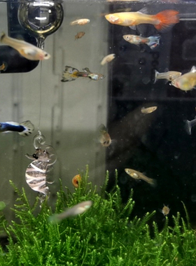 创意夜光海马玻璃工艺吊坠海洋馆