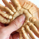 Soft rubber pinch and cry lobster teaching aid animal model