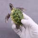 Simulation turtle model toy tortoise birth props early education