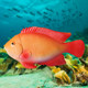 Simulated tropical fish model colorful and beautiful props