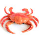 Soft rubber pinch and cry lobster teaching aid animal model