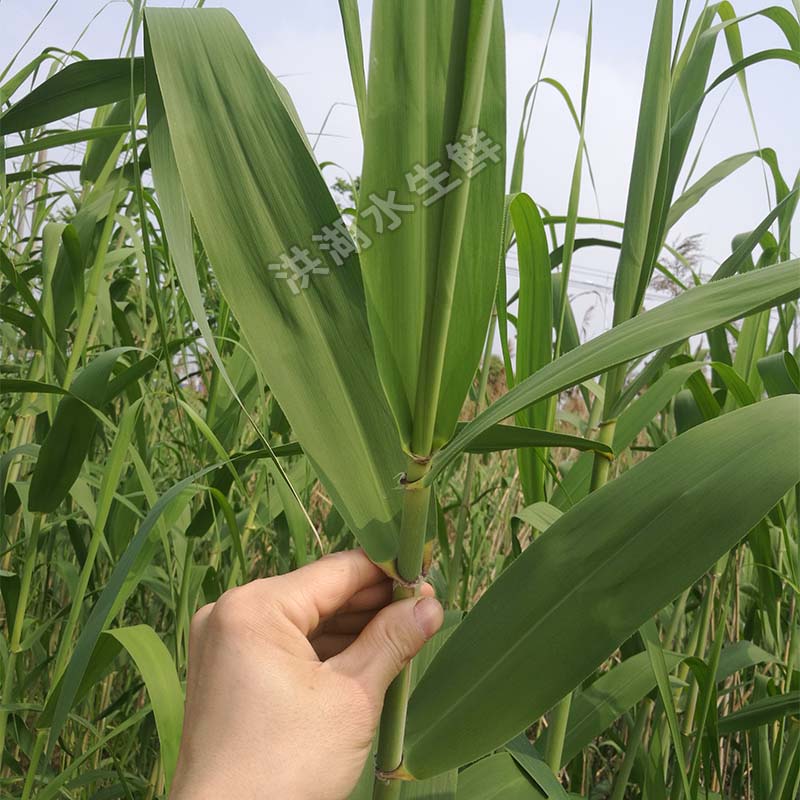 顺丰包邮洪湖野生新鲜芦苇叶粽叶端午包粽子苇叶天然现摘大号叶子 - 图2