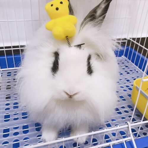 兔子脚垫兔笼防啃咬荷兰猪底板垫踩脚垫子宠物塑料网格垫漏粪豚鼠 - 图1