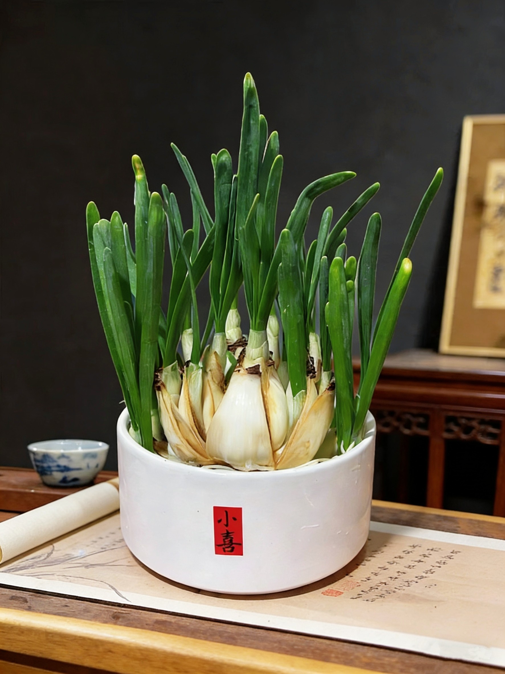 水仙花种球水培植物室内花卉盆栽水养年宵花好养易活,淘宝优惠券,粉丝福利购,淘宝优惠卷