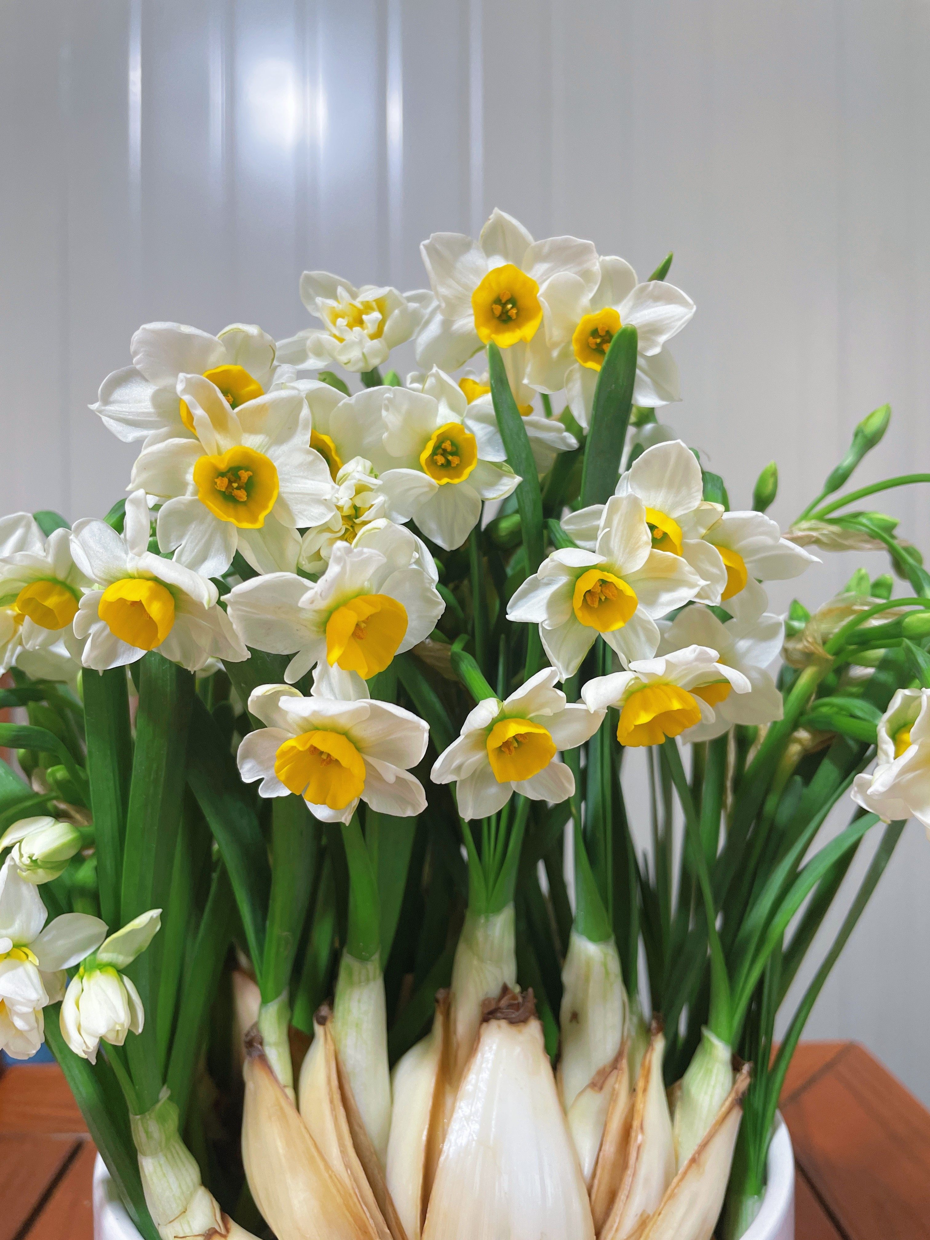 水仙花种球水培植物室内花卉盆栽水养年宵花好养易活,淘宝优惠券,粉丝福利购,淘宝优惠卷
