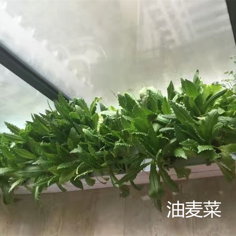 空中花园无土栽培蔬菜种子