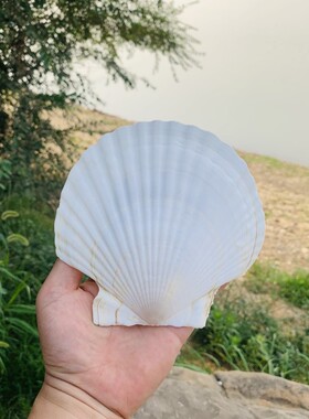 贝壳签到墙天然贝壳手工用