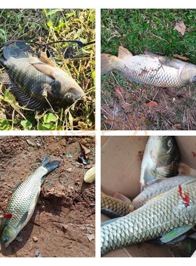 射鱼眼镜 专业 弹弓打鱼看水底专用偏光镜钓鱼看漂户外路亚太阳镜