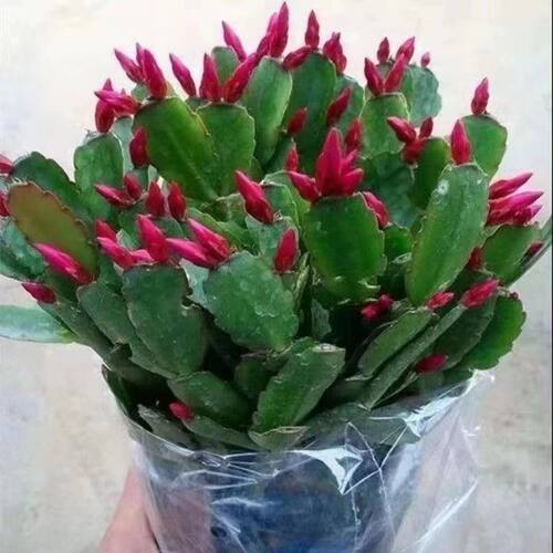 蟹爪兰花苗盆栽带花苞四季开花重瓣好养易活耐寒耐旱室内花卉客厅 - 图1